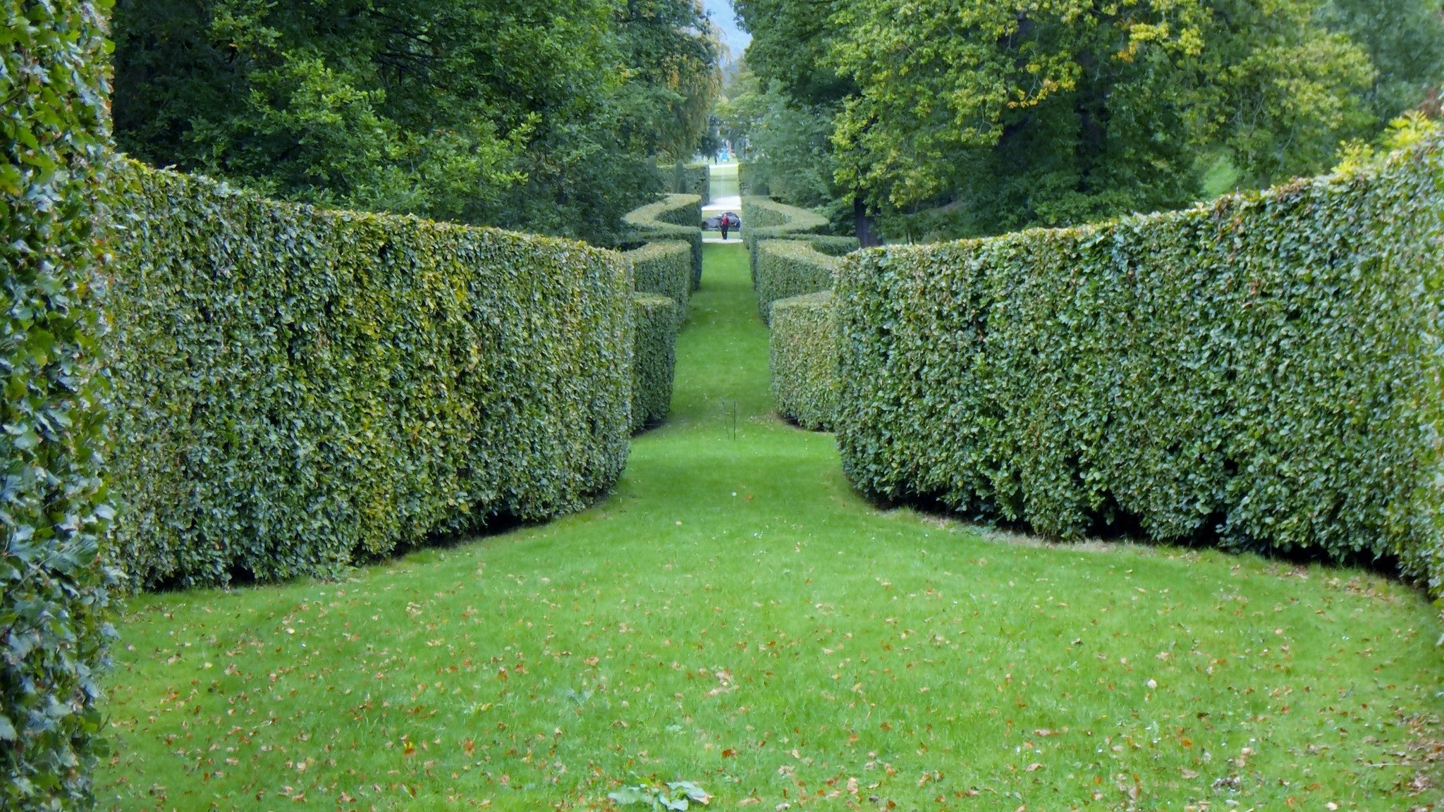 Hedge