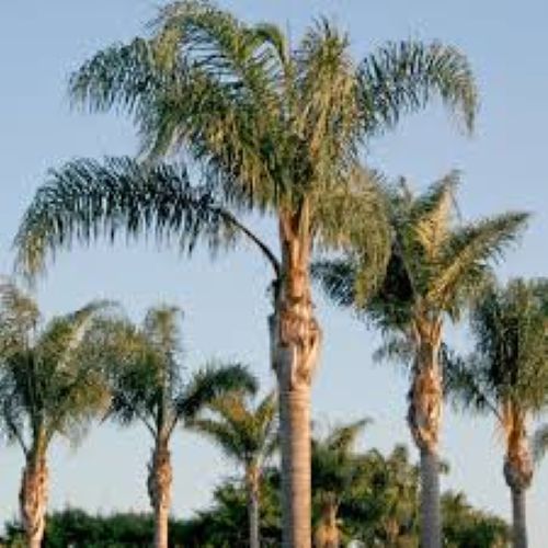 Palms