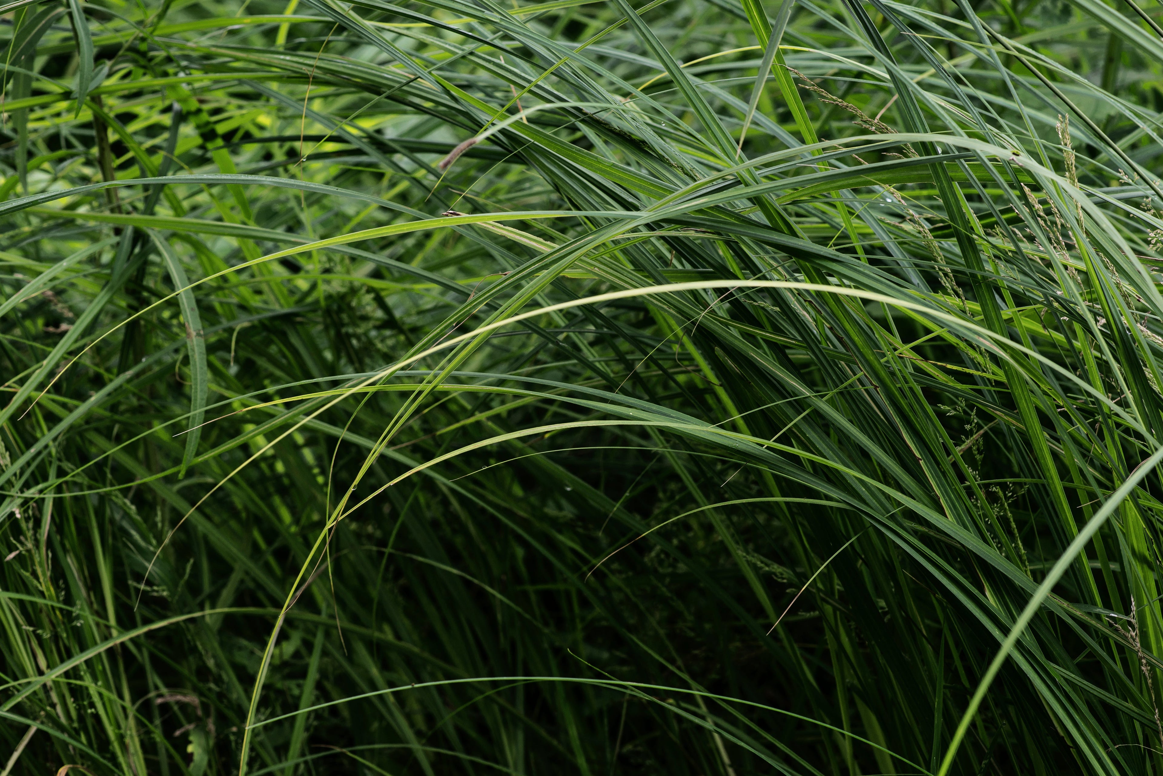 Grasses