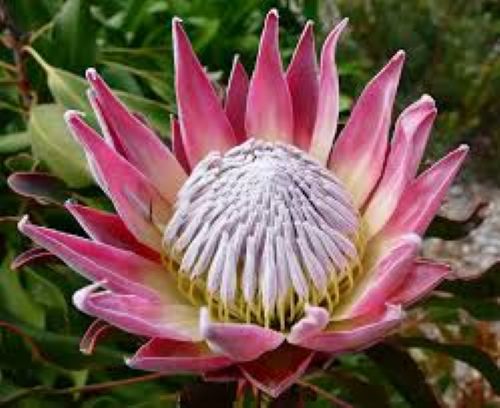 Cut Flower