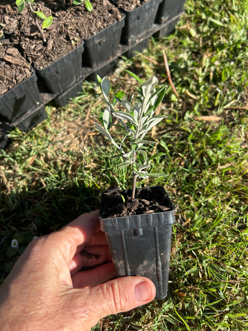 Corokia Clover