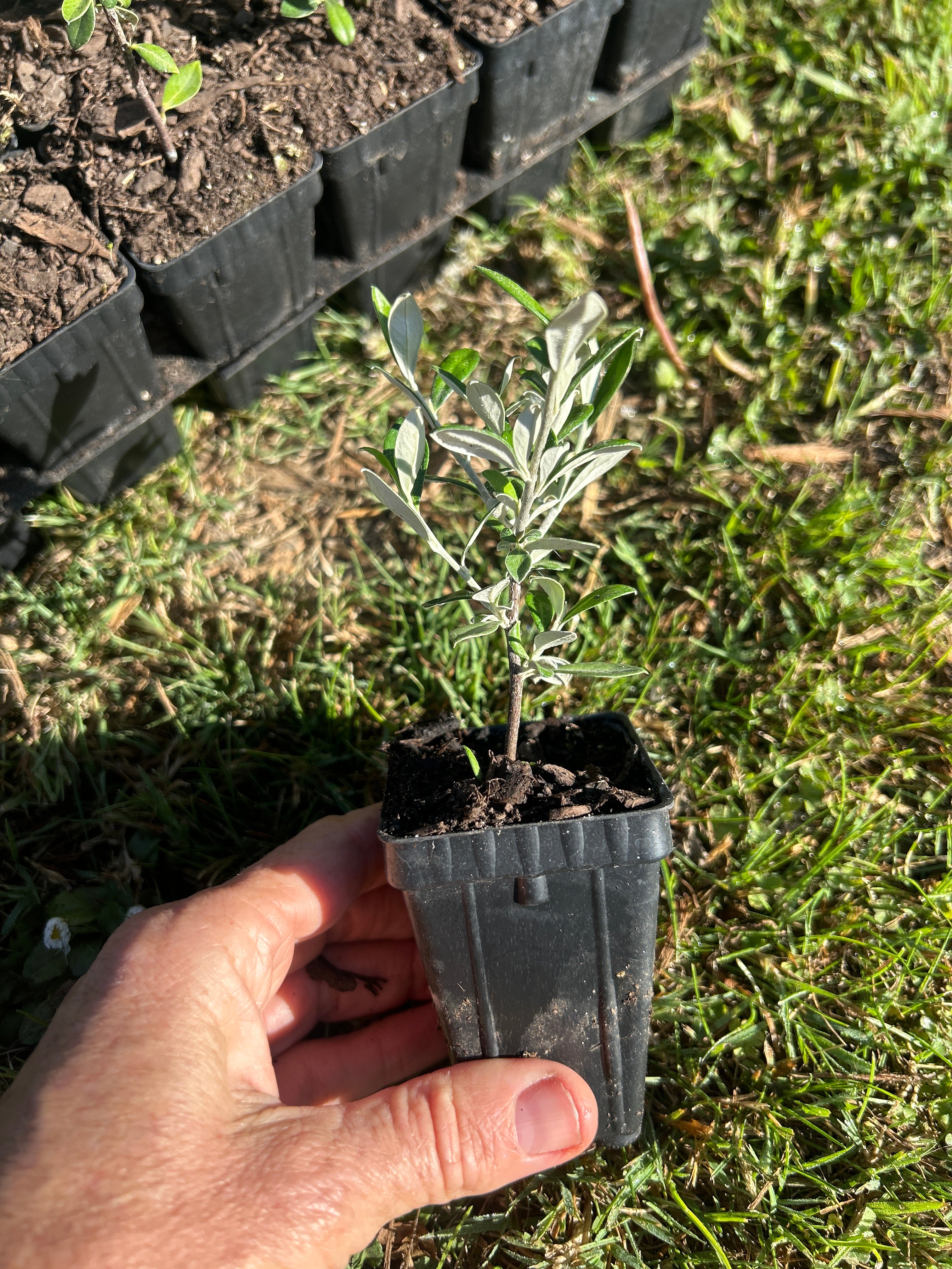 Corokia Clover