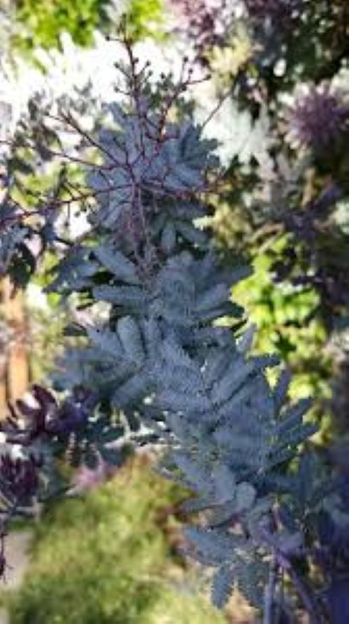 Acacia Purpurea