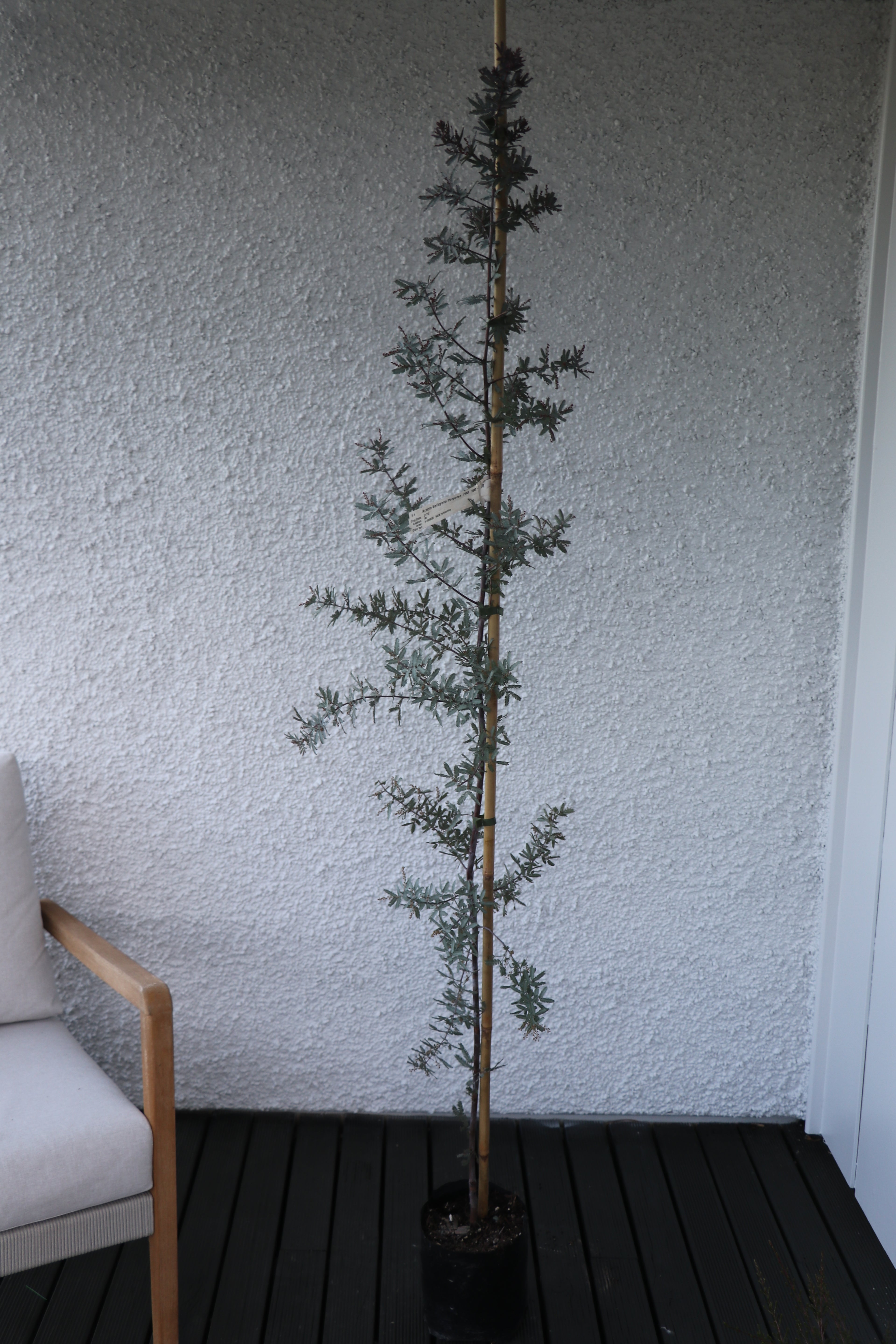Acacia Purpurea