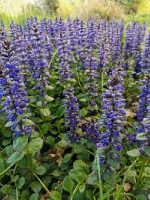 Ajuga Catlins Giant