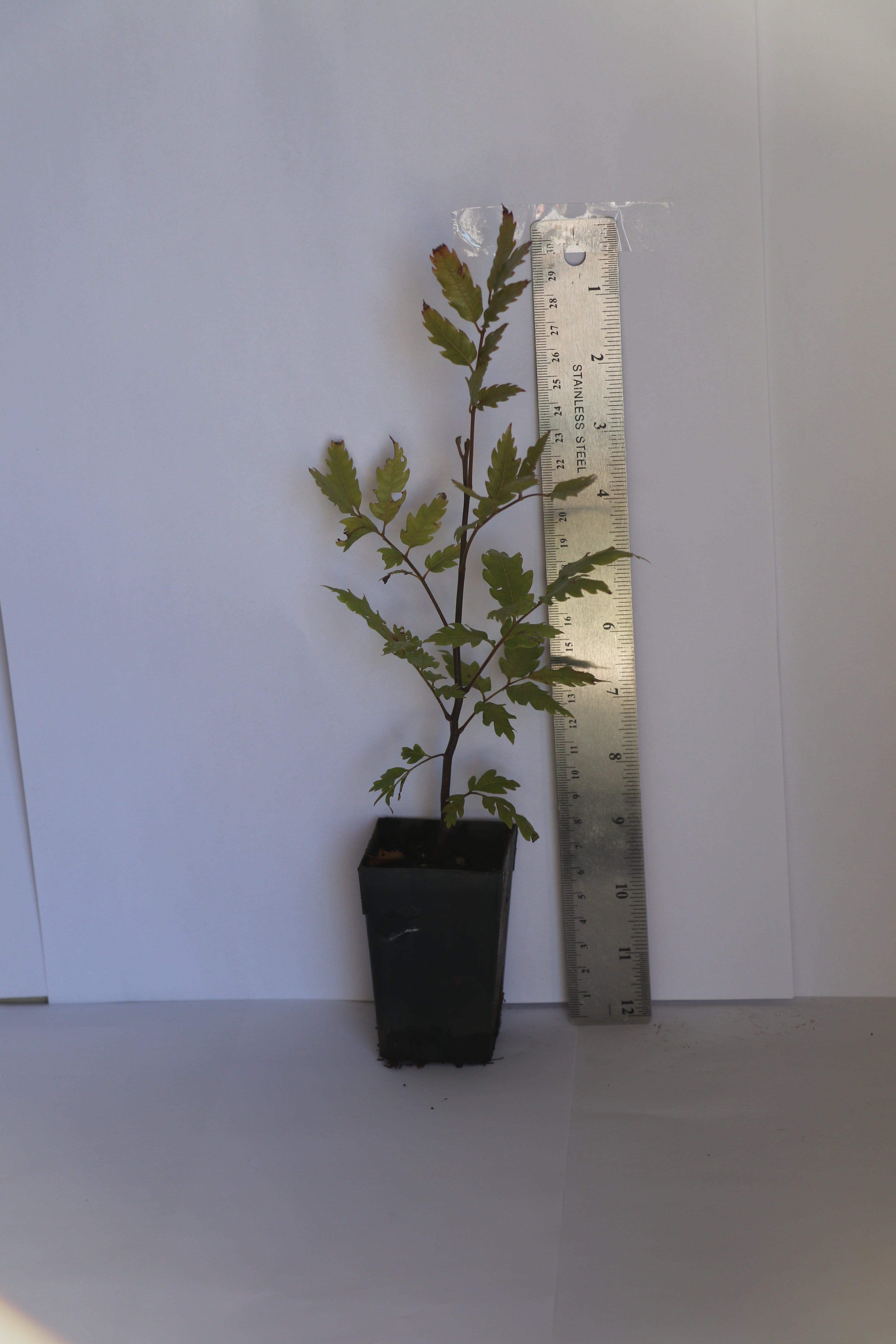 Alectryon excelsum - Titoki