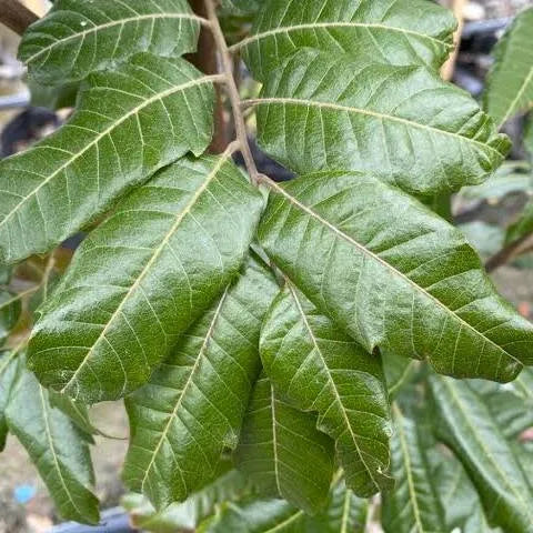 Alectryon excelsum - Titoki