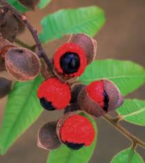 Alectryon excelsum - Titoki