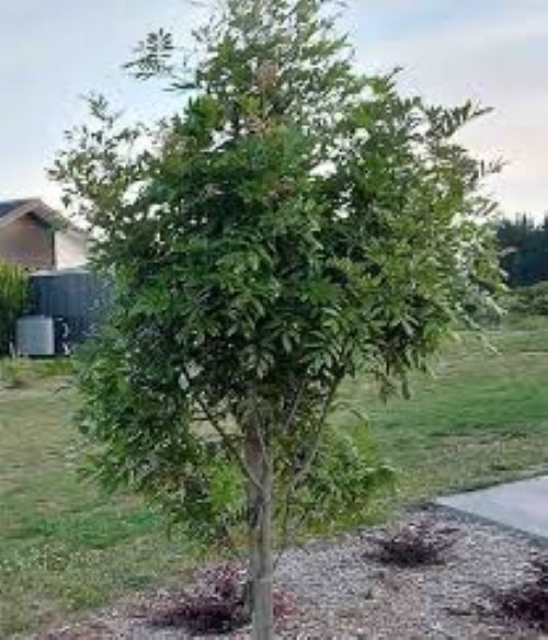 Alectryon excelsum - Titoki