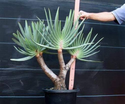Aloe Plicatilis