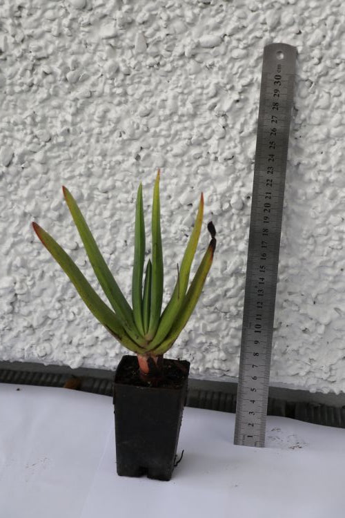 Aloe Plicatilis