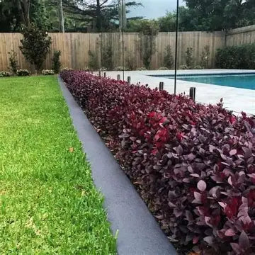 Alternanthera Little Ruby