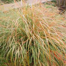 Anemanthele lessoniana - Gossamer Grass - Wind Grass