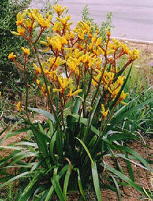 Anigozanthos Gold Velvet