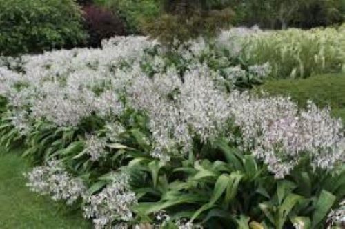 Arthropodium Parnell - Rengarenga