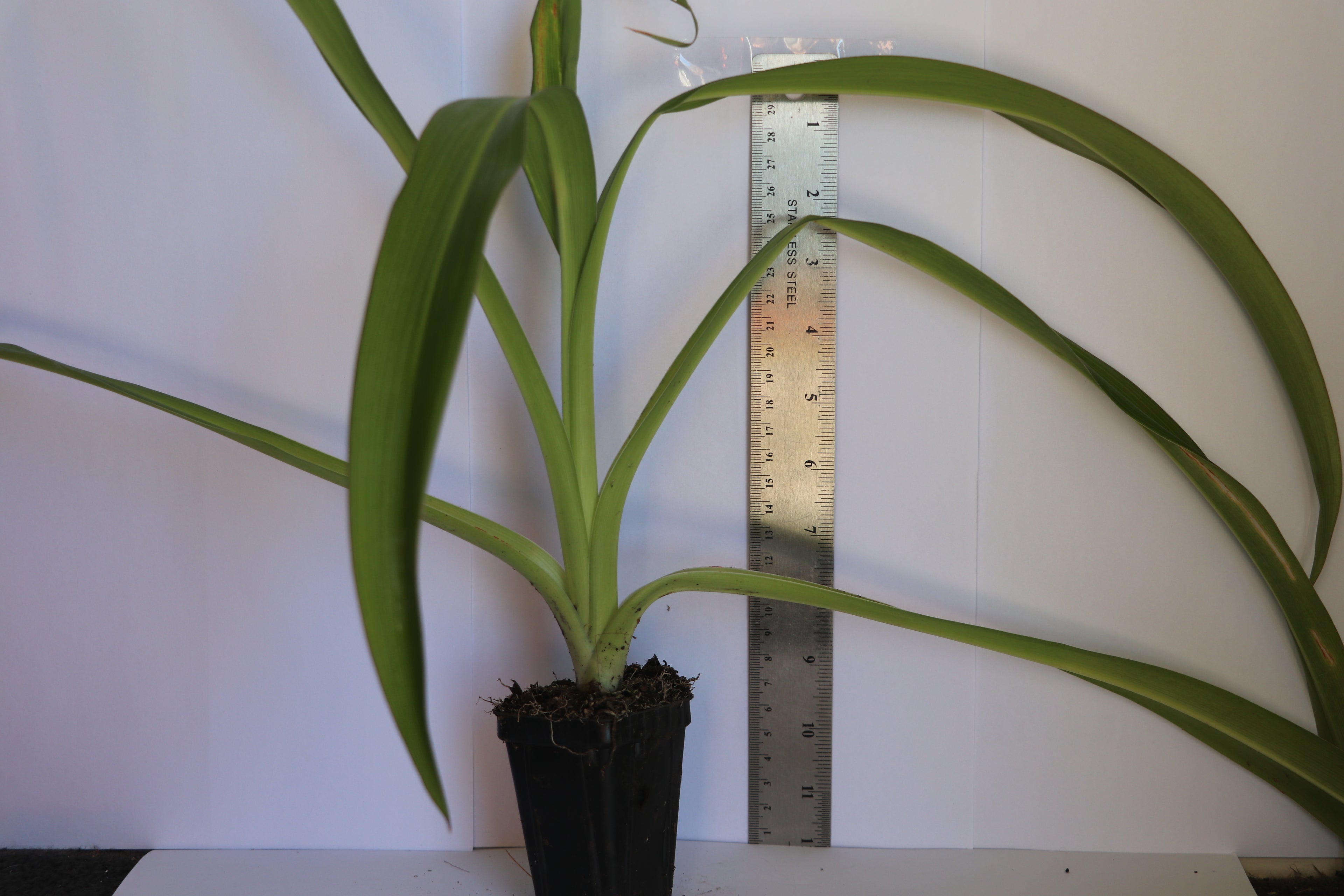 Arthropodium Parnell - Rengarenga