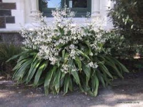 Arthropodium Parnell - Rengarenga