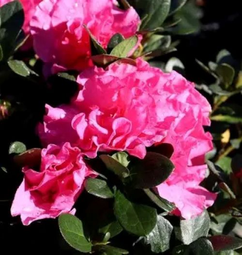 Azalea Luci