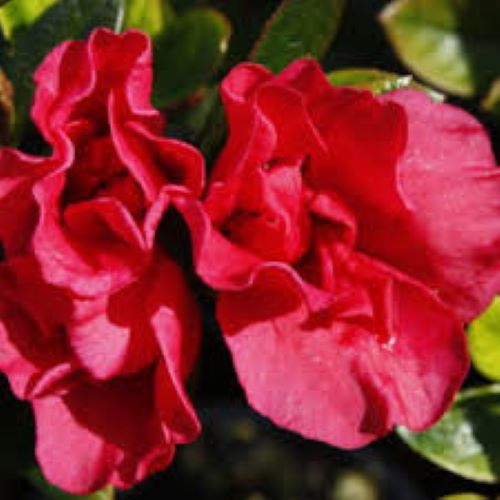 Azalea Mrs Kint Red
