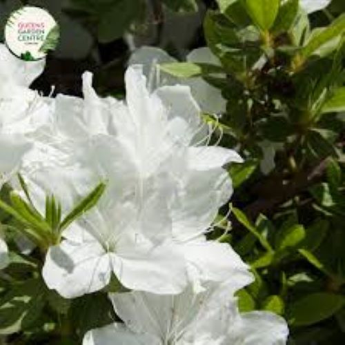 Azalea Mrs Kint White