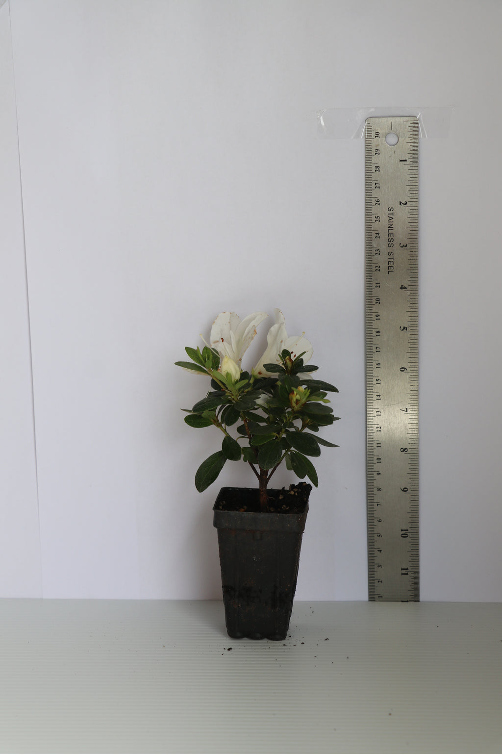 Azalea Mrs Kint White