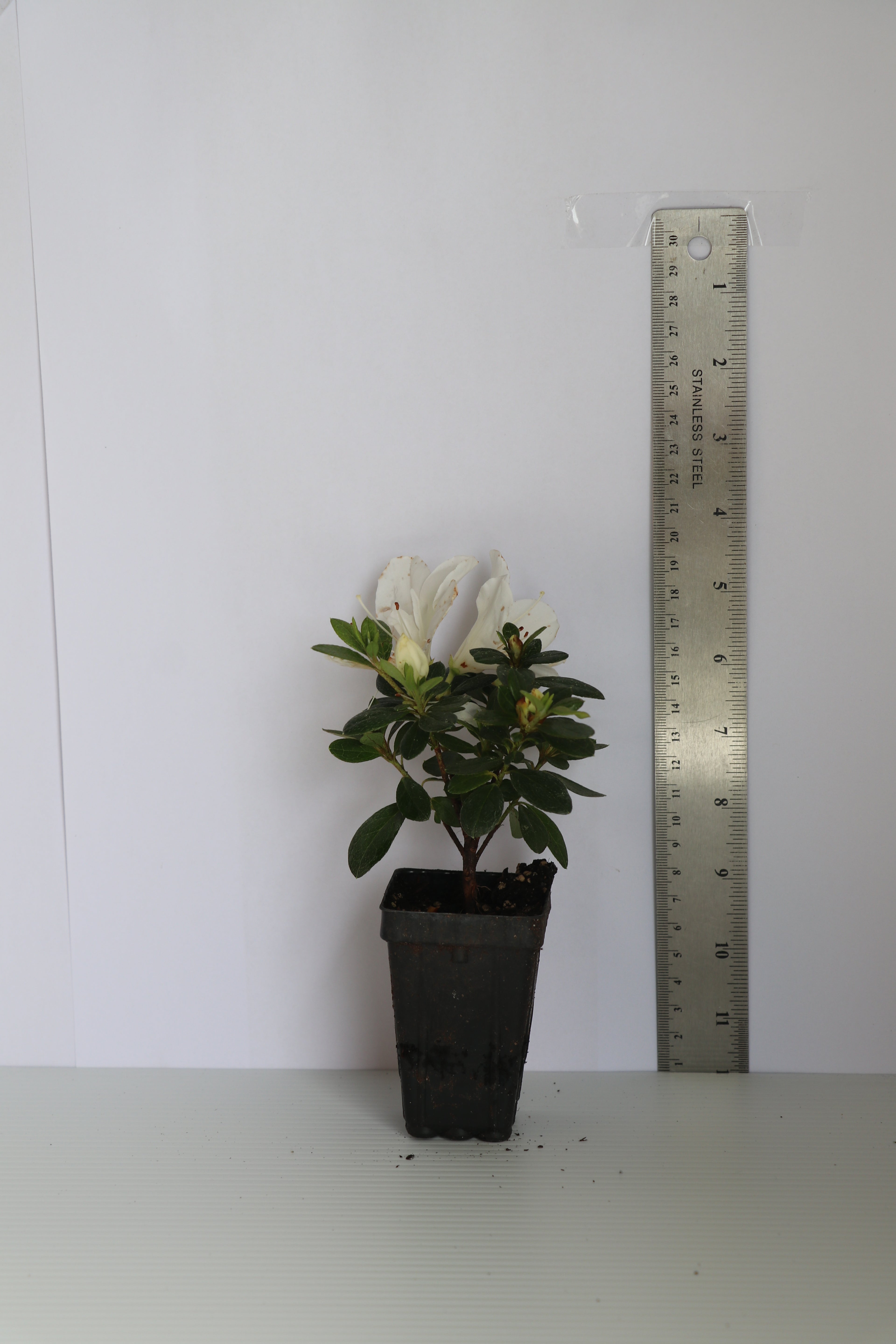 Azalea Mrs Kint White