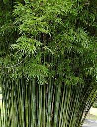 Bambusa Gracillis - Bamboo
