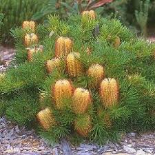 Banksia Birthday Candles