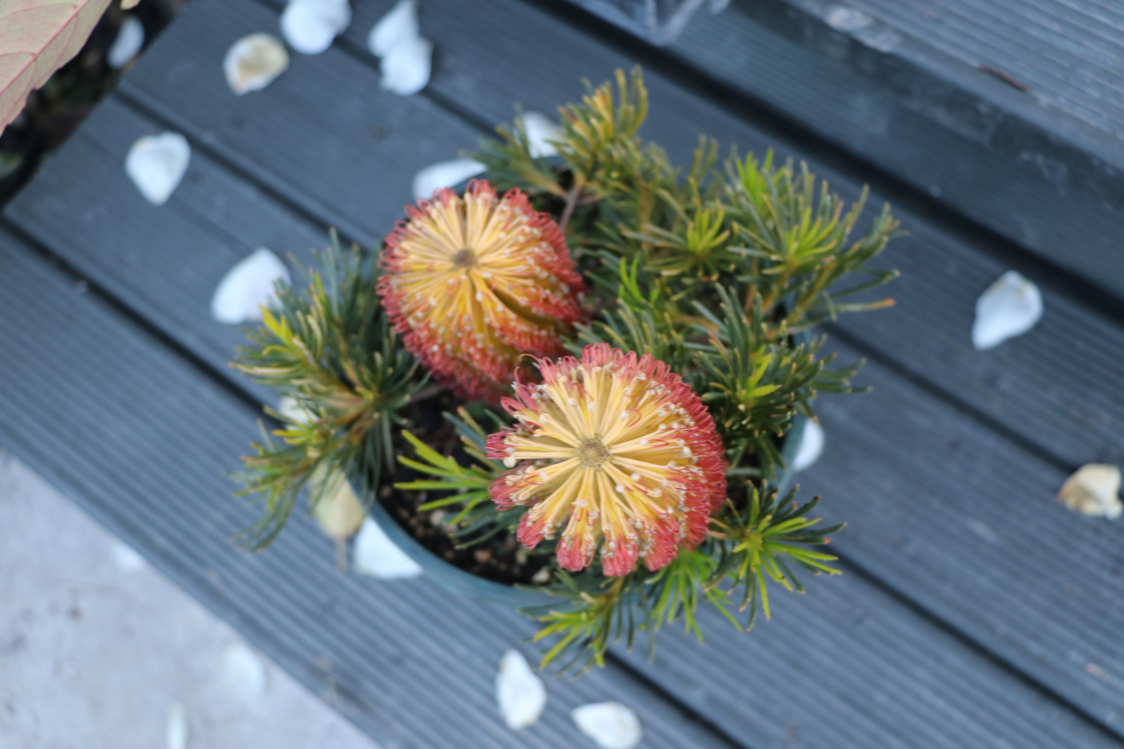 Banksia Birthday Candles