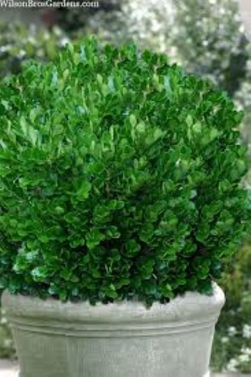 Buxus Harlandii