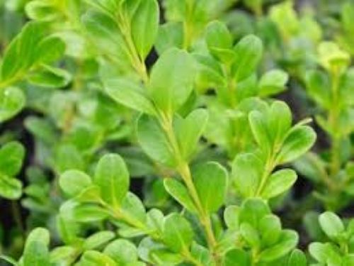 Buxus Super Green