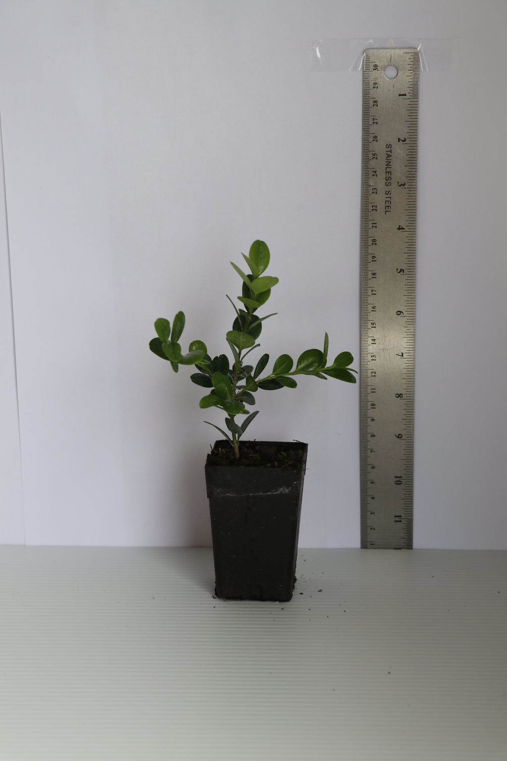 Buxus Green Gem