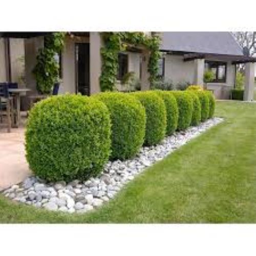 Buxus Green Gem