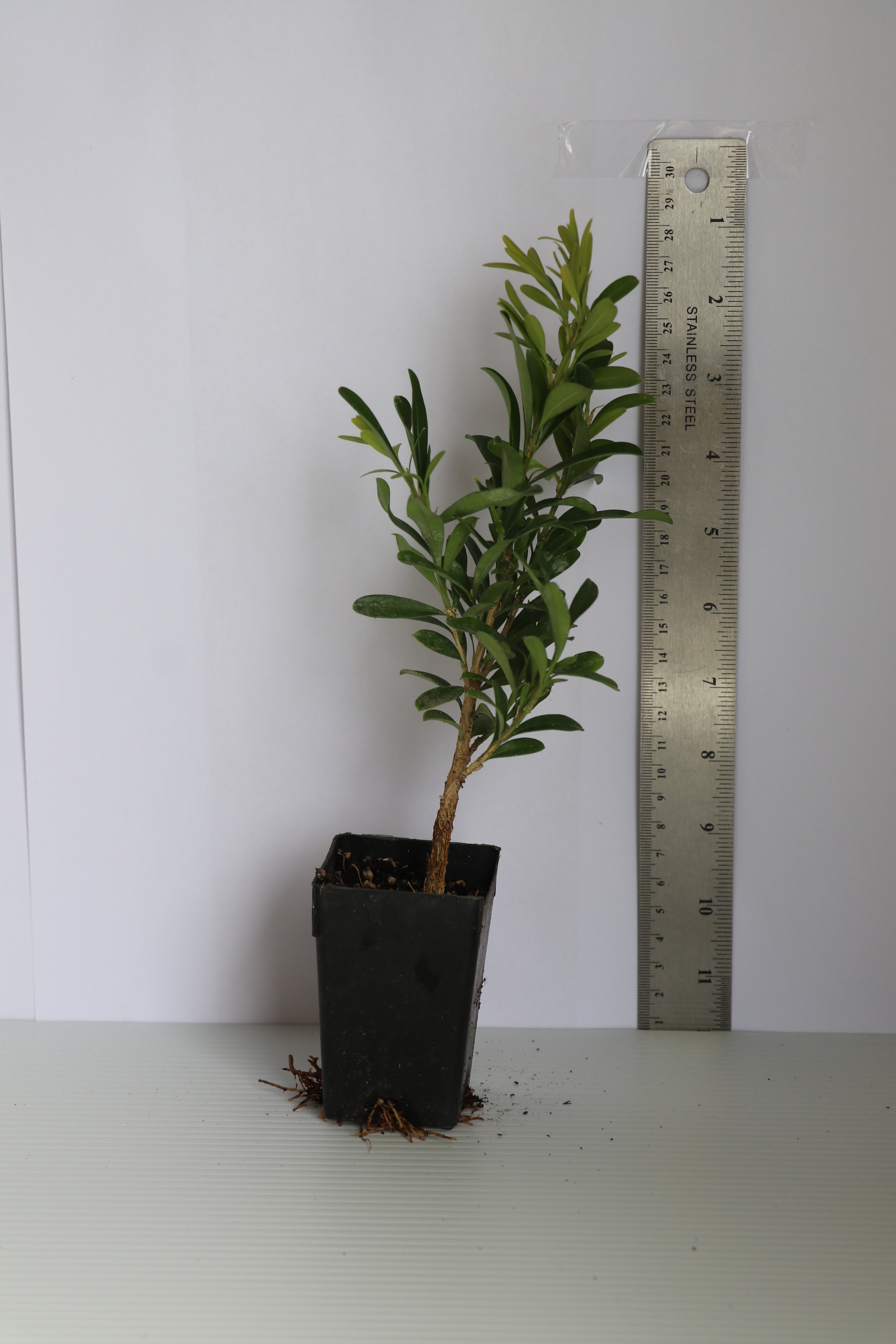 Buxus Harlandii