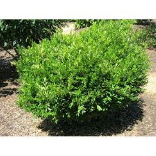Buxus Harlandii