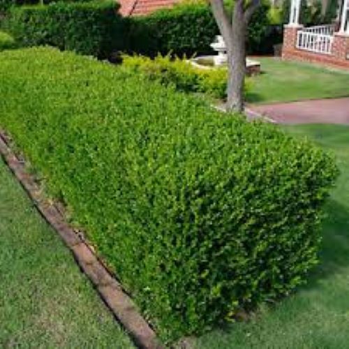 Buxus Sempervirens - English Box