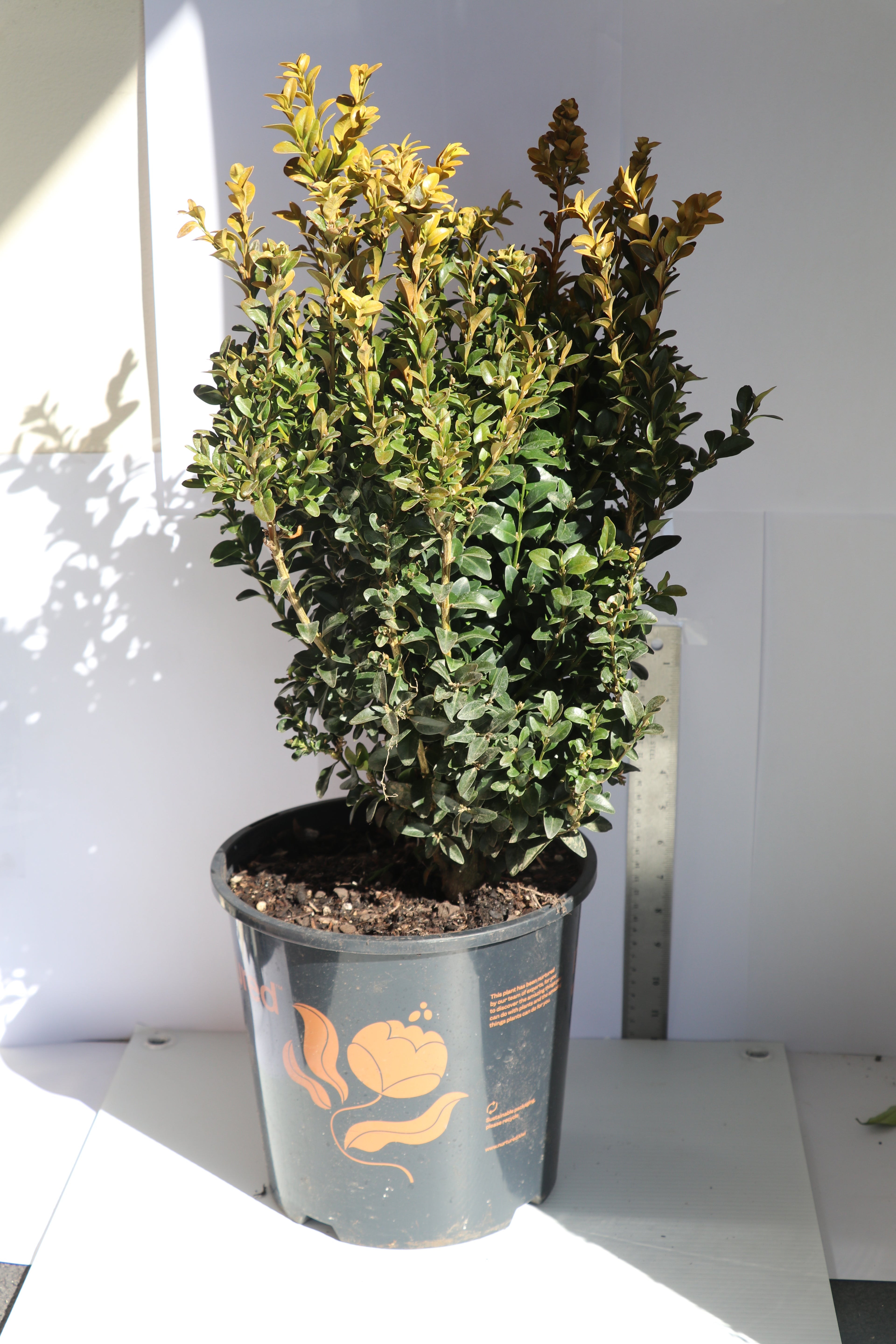 Buxus Sempervirens - English Box