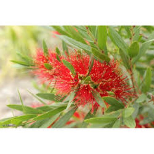 Callistemon Macarthur