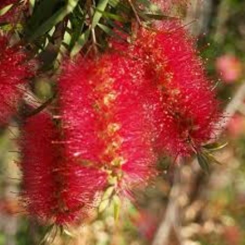 Callistemon Slim
