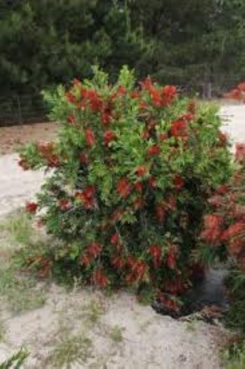 Callistemon Macarthur