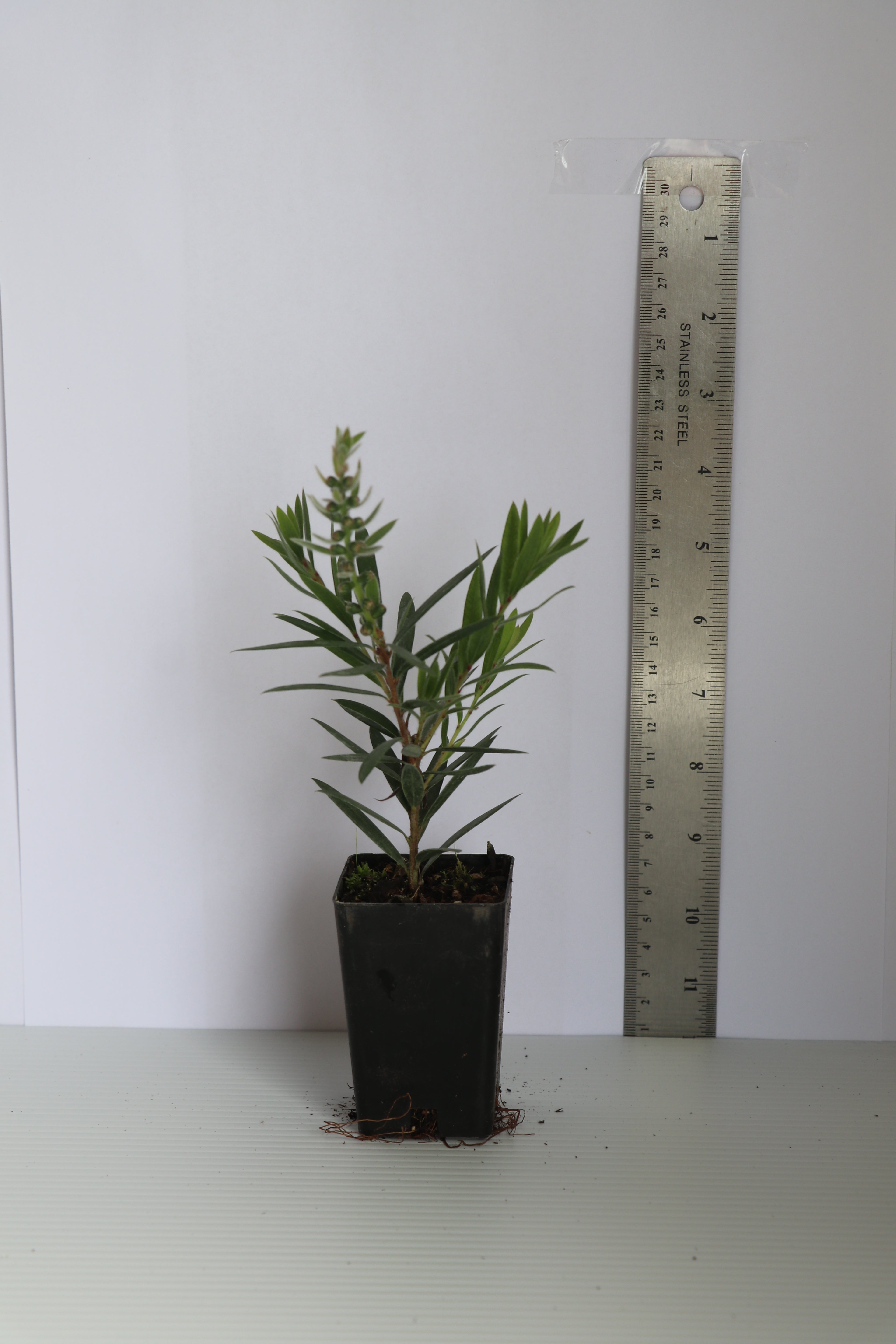 Callistemon Macarthur