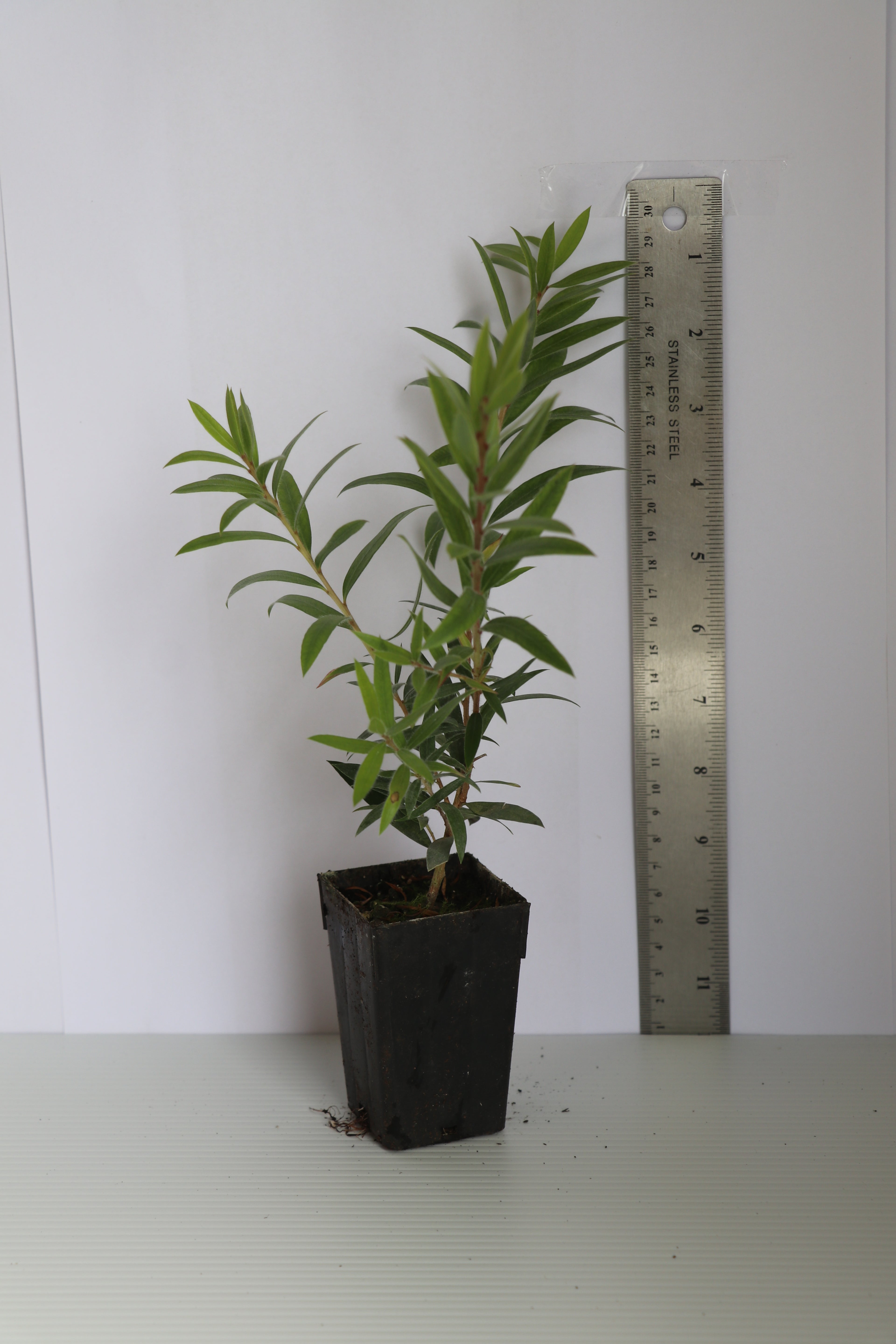 Callistemon Slim