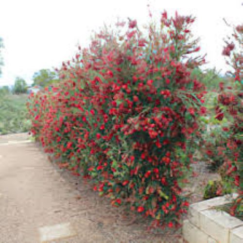 Callistemon Slim