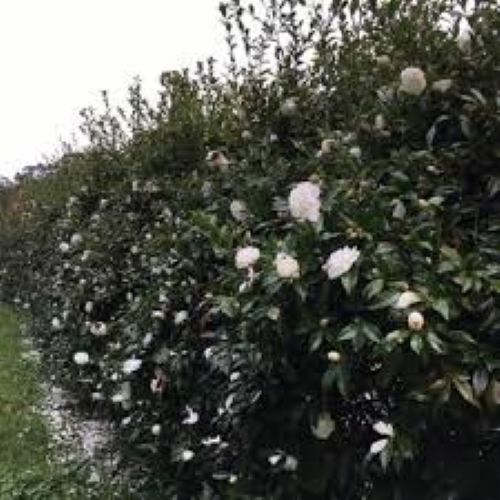 Camelia Early Pearly 2.5lt
