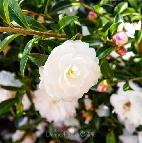 Camellia Early Pearly