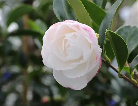 Camellia Early Pearly