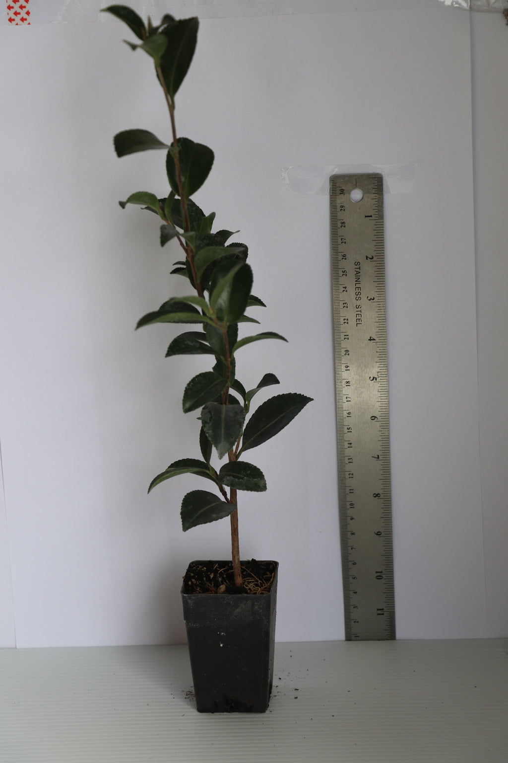 Camellia Setsugekka
