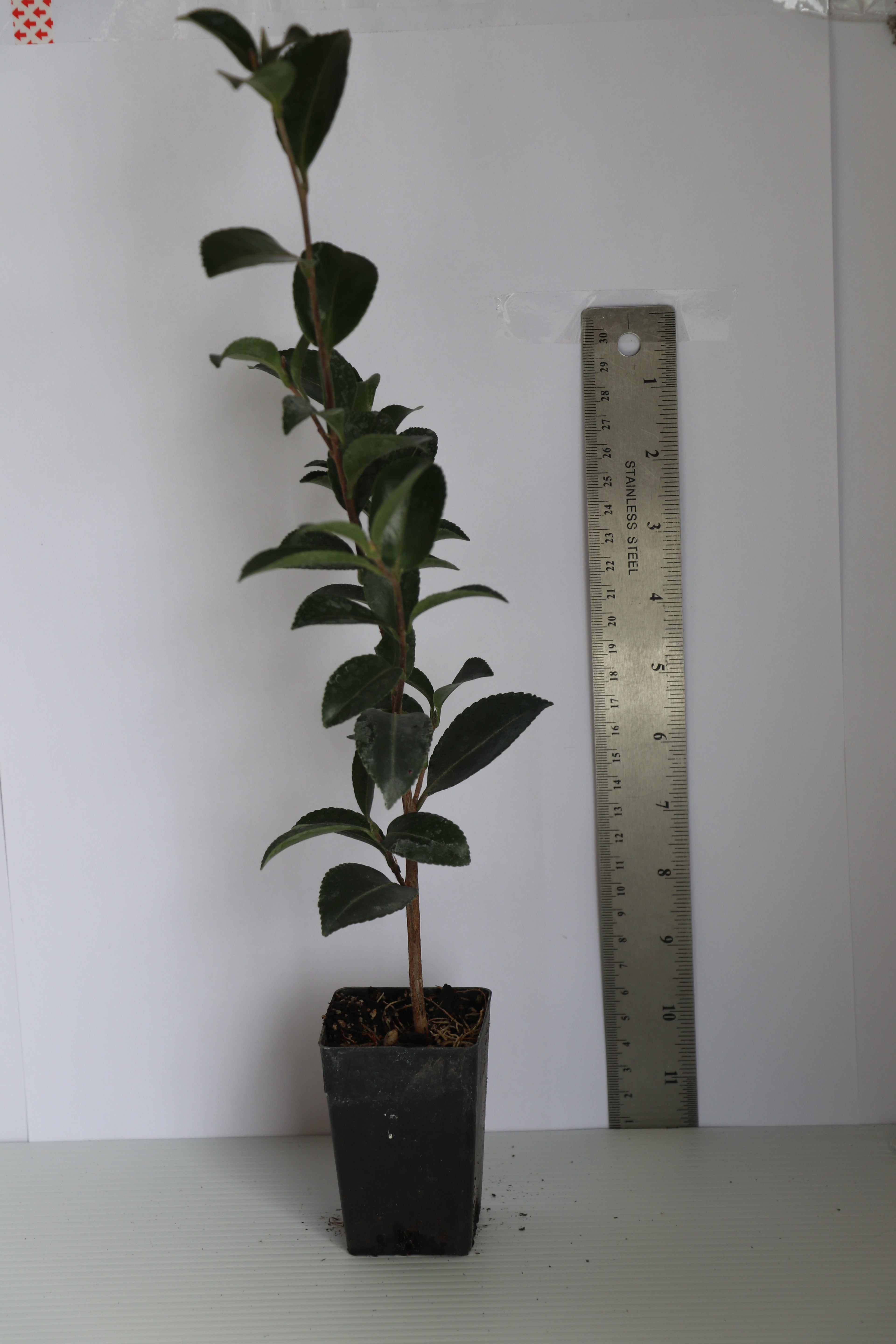 Camellia Setsugekka