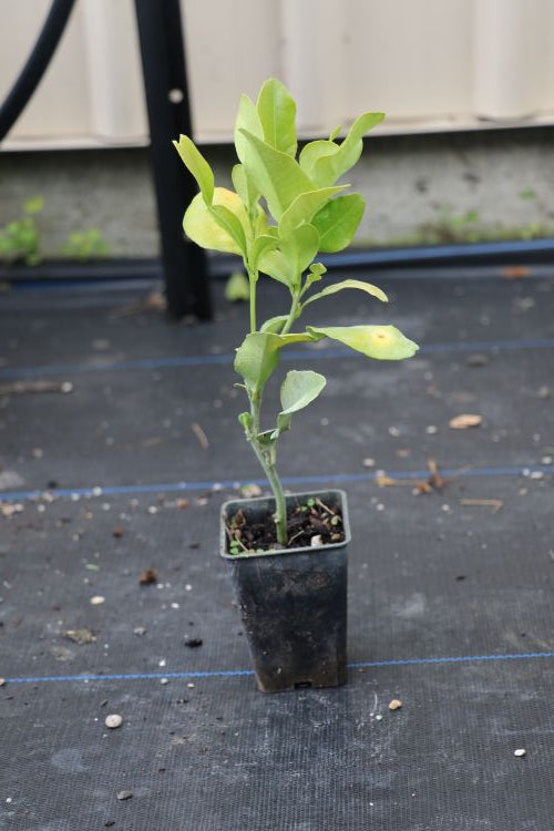 Citrus Kaffir Lime