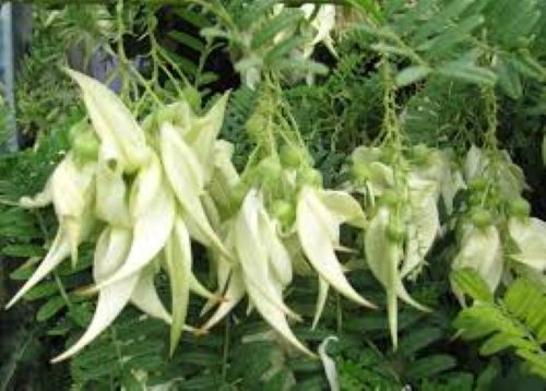 Clianthus Alba - Kakabeck - White